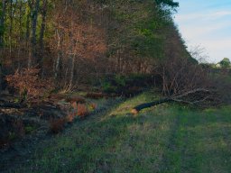 IMGP4926_Flis_Skovbryn